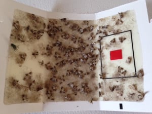 Control of Flour and Pantry Moths