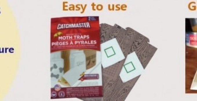 How to get rid of moths - Pantry Moth Life Cycle(part 2).